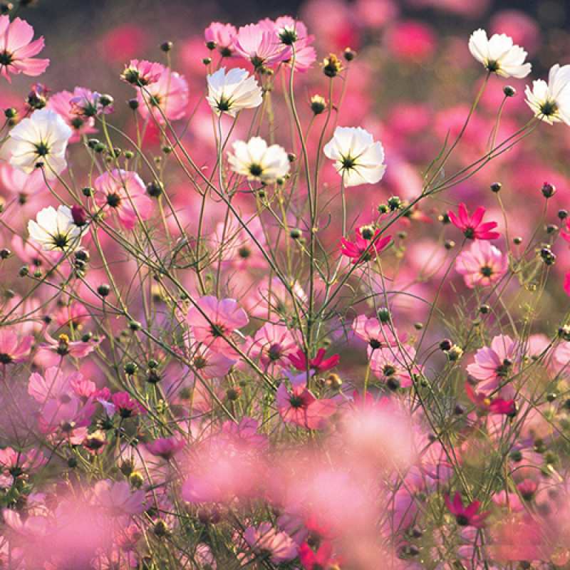 Картинка C 8 МАРТА, Укур