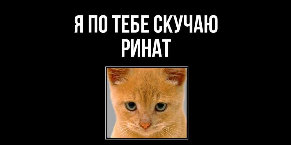 Открытка на каждый день с именем, Ринат Я по тебе скучаю открытки рыжий котенок скучает по тебе Прикольная открытка с пожеланием онлайн скачать бесплатно 