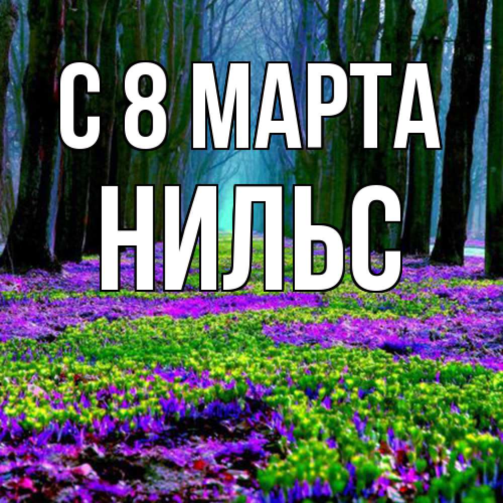 Открытка на каждый день с именем, Нильс C 8 МАРТА фиолетовые цветы в лесу 1 Прикольная открытка с пожеланием онлайн скачать бесплатно 