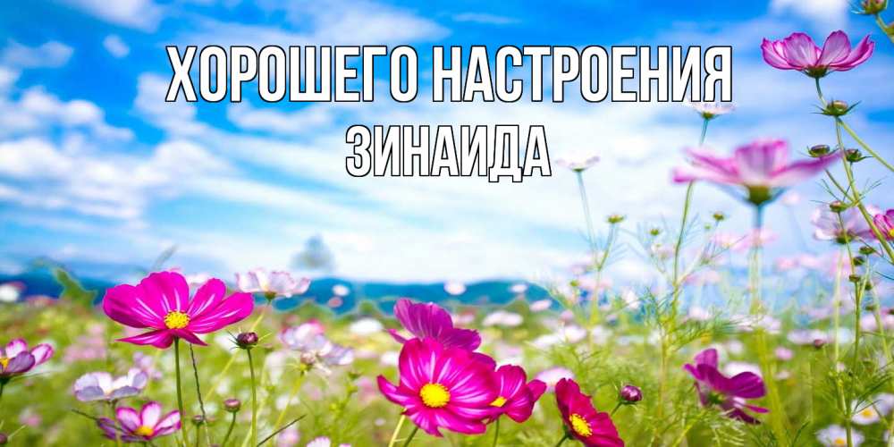 Открытка на каждый день с именем, Зинаида Хорошего настроения поле цветов Прикольная открытка с пожеланием онлайн скачать бесплатно 