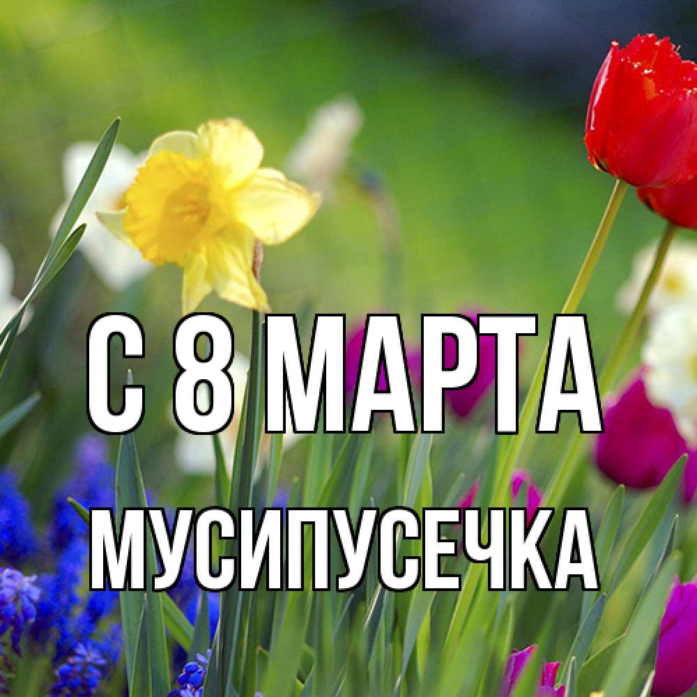 Открытка на каждый день с именем, Мусипусечка C 8 МАРТА международный женский день 3 Прикольная открытка с пожеланием онлайн скачать бесплатно 