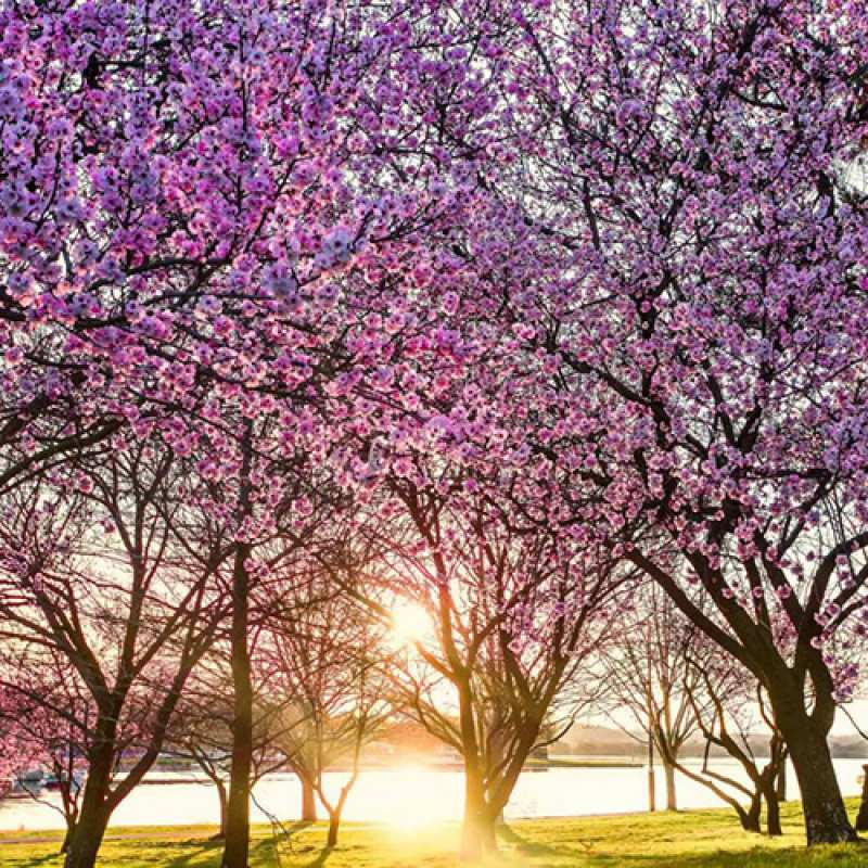 Картинка C 8 МАРТА, Илона