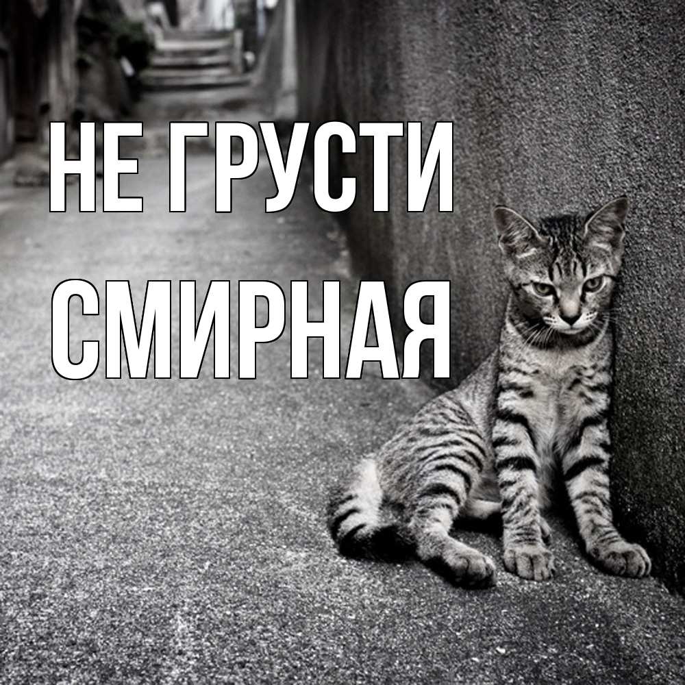 Открытка на каждый день с именем, Смиpная Не грусти скучающий котик Прикольная открытка с пожеланием онлайн скачать бесплатно 