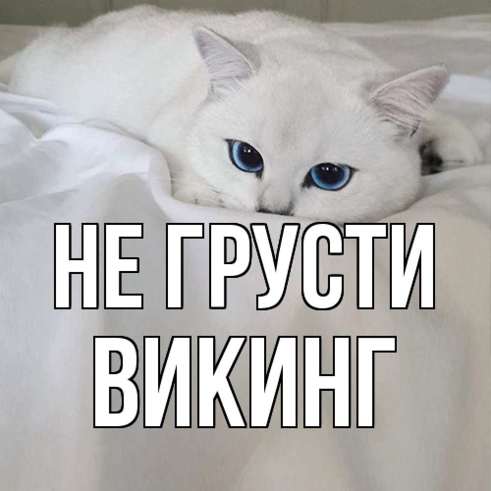 Открытка на каждый день с именем, Викинг Не грусти белый кот с голубыми глазами на белоснежной кровати Прикольная открытка с пожеланием онлайн скачать бесплатно 
