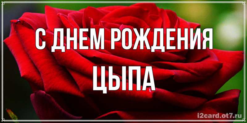 Картинка С днем рождения, Цыпа