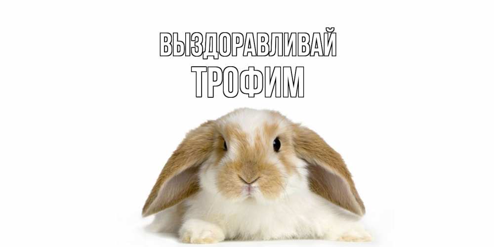 Открытка на каждый день с именем, Трофим Выздоравливай вислоухий кролик белого и коричневого цвета Прикольная открытка с пожеланием онлайн скачать бесплатно 