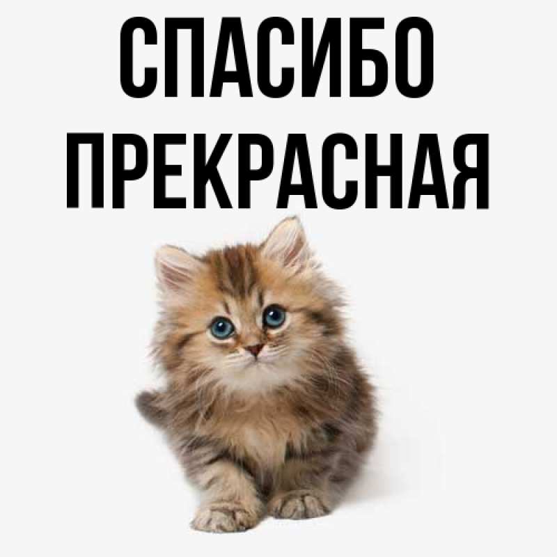 Картинка Спасибо, Пpекpасная