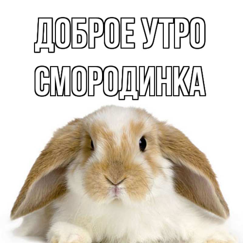 Картинка Доброе утро, смородинка