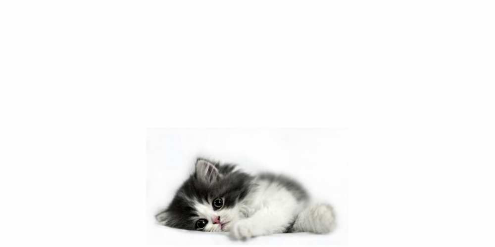 Открытка на каждый день с именем, Цаpица Я по тебе скучаю кот, скука Прикольная открытка с пожеланием онлайн скачать бесплатно 
