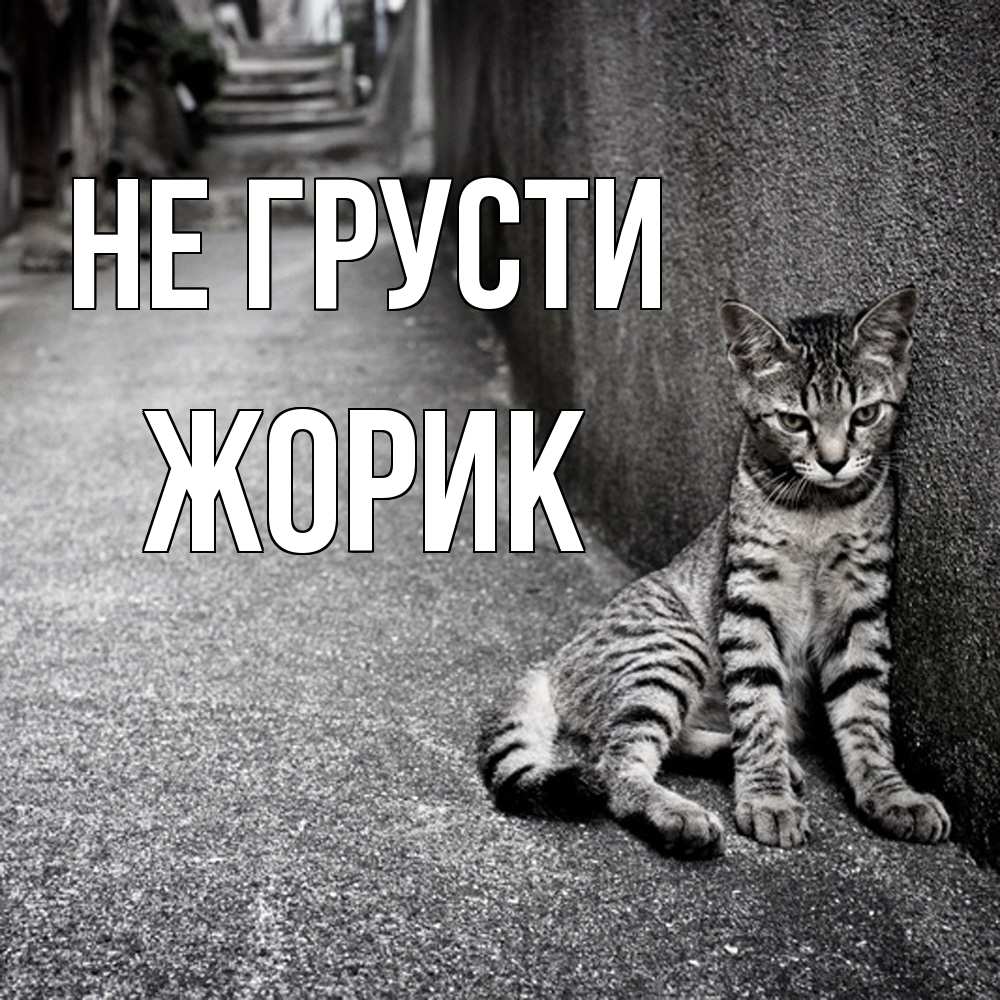Открытка на каждый день с именем, жорик Не грусти скучающий котик Прикольная открытка с пожеланием онлайн скачать бесплатно 