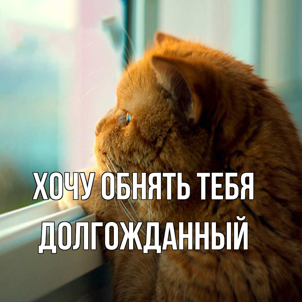 Открытка на каждый день с именем, Долгожданный Хочу обнять тебя большой огромный рыжий котяра Прикольная открытка с пожеланием онлайн скачать бесплатно 