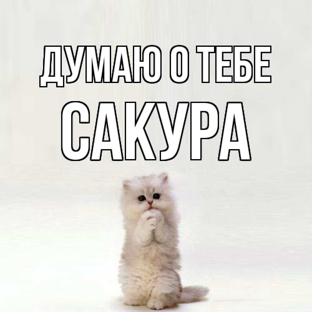 Открытка на каждый день с именем, Сакура Думаю о тебе кот стоит на задних лапах Прикольная открытка с пожеланием онлайн скачать бесплатно 