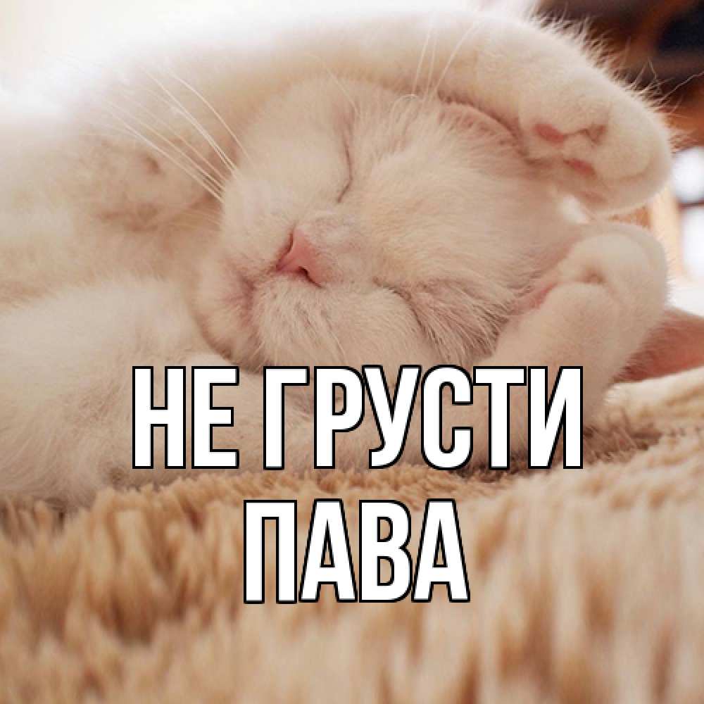 Открытка на каждый день с именем, пава Не грусти белый кот Прикольная открытка с пожеланием онлайн скачать бесплатно 