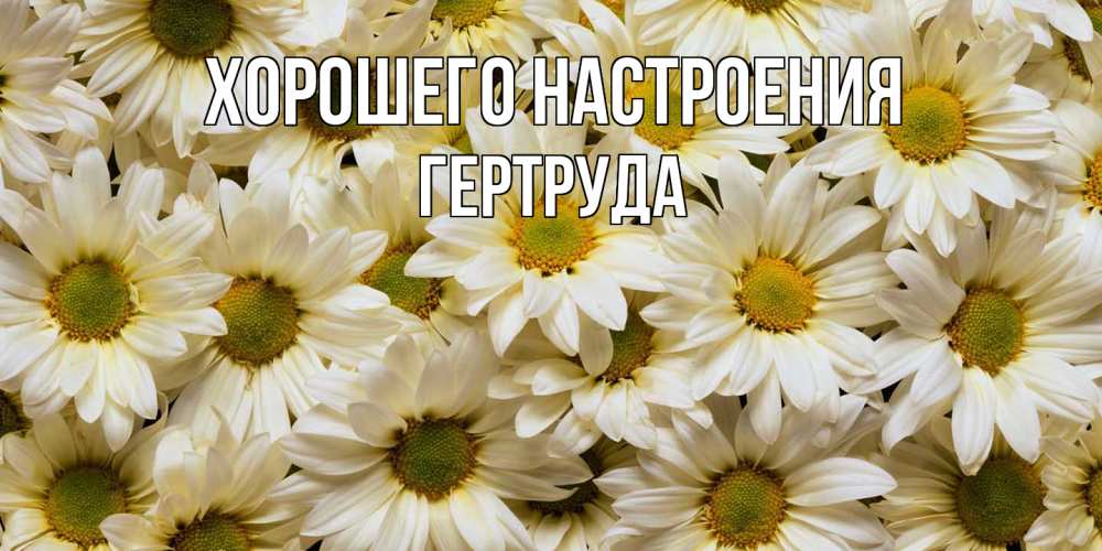 Открытка на каждый день с именем, Гертруда Хорошего настроения крупные ромашки Прикольная открытка с пожеланием онлайн скачать бесплатно 