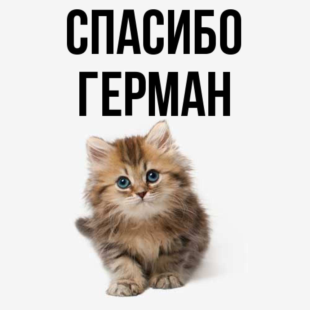 Открытка на каждый день с именем, Герман Спасибо пушистый котик Прикольная открытка с пожеланием онлайн скачать бесплатно 