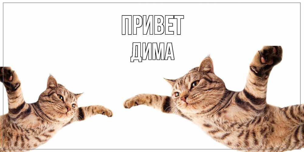 Открытка на каждый день с именем, Дима Привет кот Прикольная открытка с пожеланием онлайн скачать бесплатно 