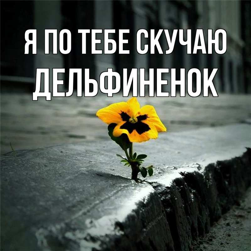 Картинка Я по тебе скучаю, дельфиненок