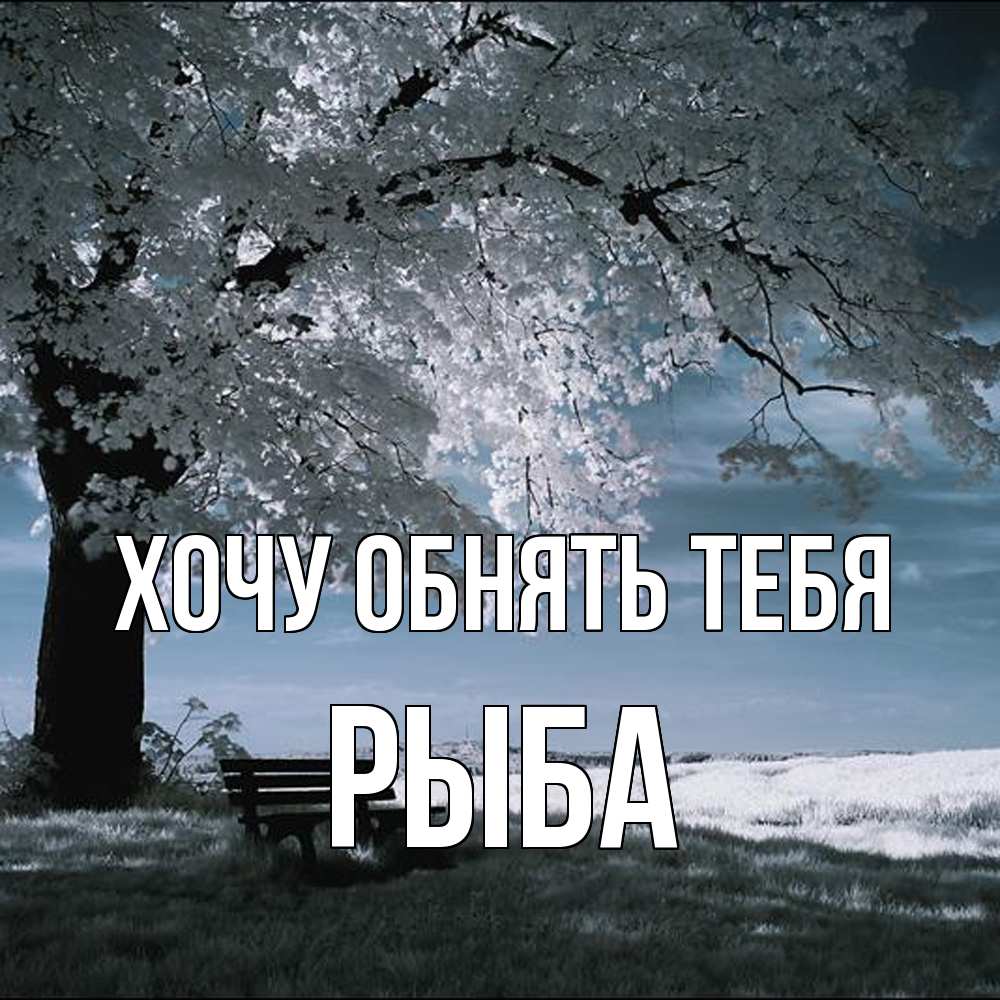 Открытка на каждый день с именем, Рыба Хочу обнять тебя дерево Прикольная открытка с пожеланием онлайн скачать бесплатно 