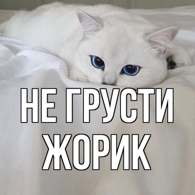 Картинка Не грусти, жорик