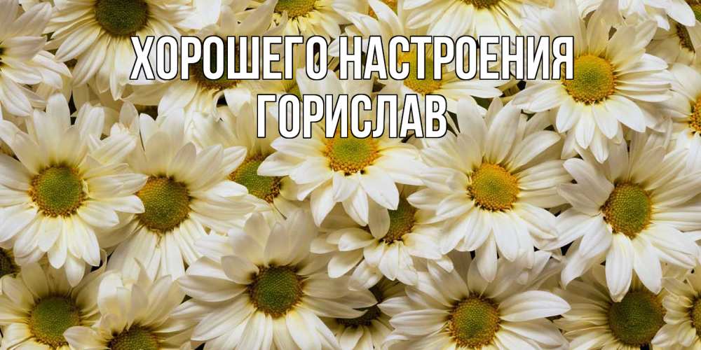 Открытка на каждый день с именем, Горислав Хорошего настроения крупные ромашки Прикольная открытка с пожеланием онлайн скачать бесплатно 