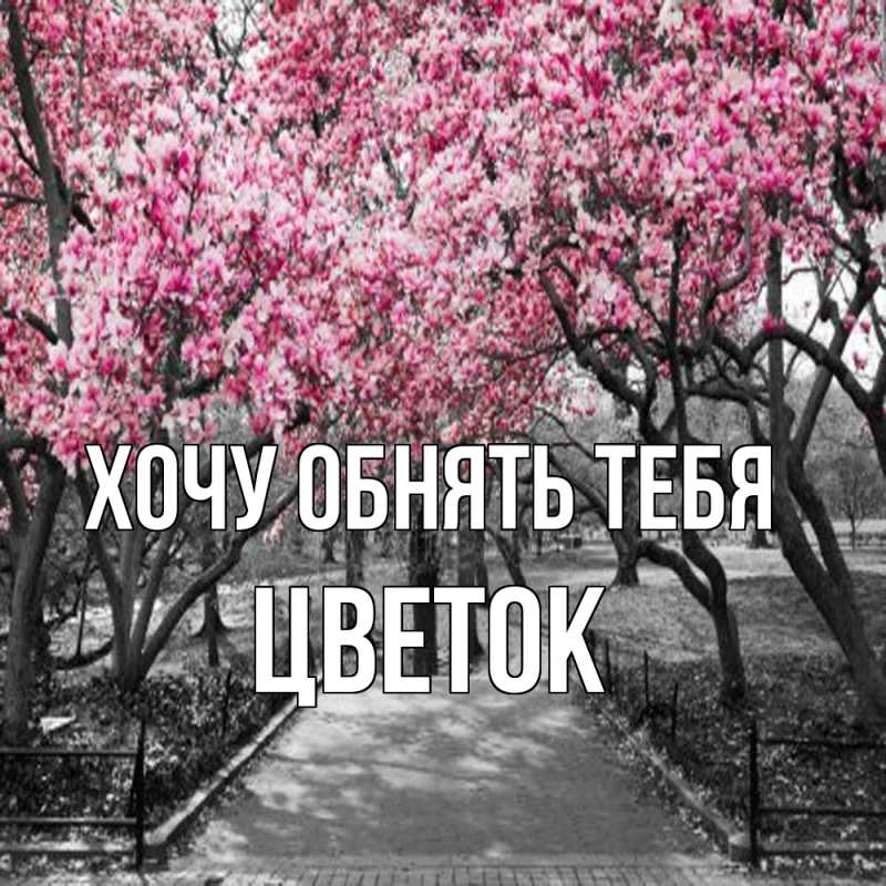 Картинка Хочу обнять тебя, Цветок