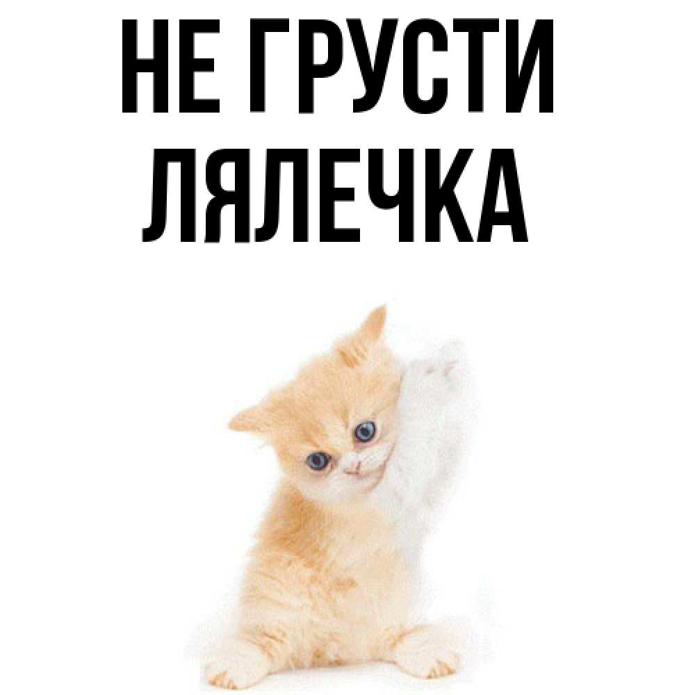 Открытка на каждый день с именем, лялечка Не грусти просящий кот Прикольная открытка с пожеланием онлайн скачать бесплатно 