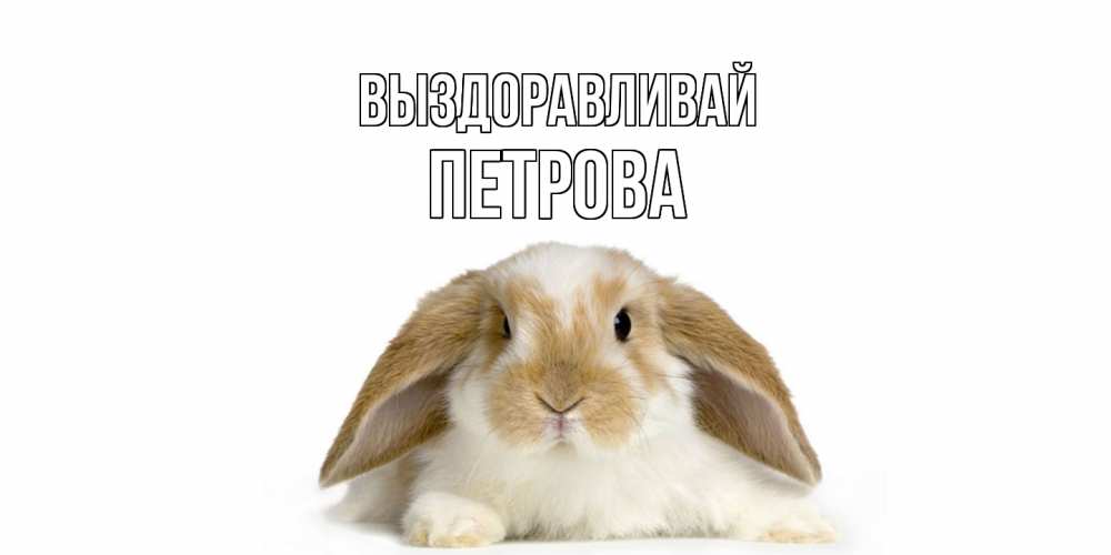 Открытка на каждый день с именем, Петрова Выздоравливай вислоухий кролик белого и коричневого цвета Прикольная открытка с пожеланием онлайн скачать бесплатно 