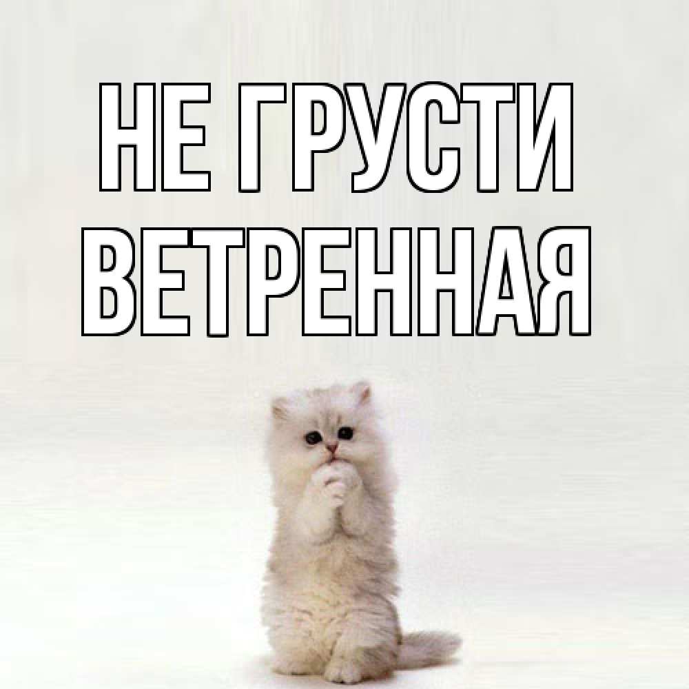 Открытка на каждый день с именем, Ветренная Не грусти грустный кот Прикольная открытка с пожеланием онлайн скачать бесплатно 