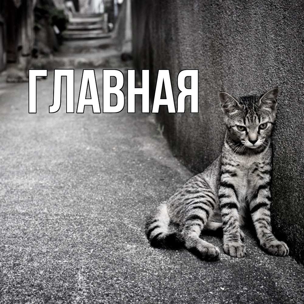 Открытка на каждый день с именем, настя Главная одиноко котику Прикольная открытка с пожеланием онлайн скачать бесплатно 