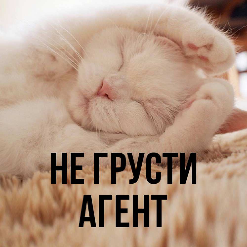 Открытка на каждый день с именем, Агент Не грусти Котенок спит Прикольная открытка с пожеланием онлайн скачать бесплатно 