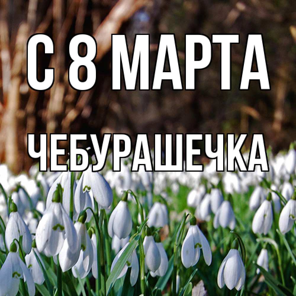 Открытка на каждый день с именем, Чебурашечка C 8 МАРТА с подснежниками 1 Прикольная открытка с пожеланием онлайн скачать бесплатно 