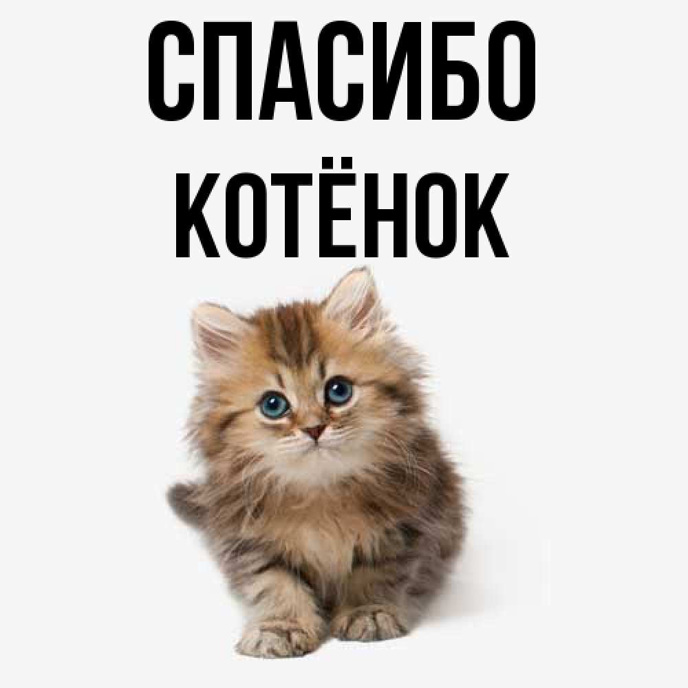 Открытка на каждый день с именем, Котёнок Спасибо пушистый котик Прикольная открытка с пожеланием онлайн скачать бесплатно 