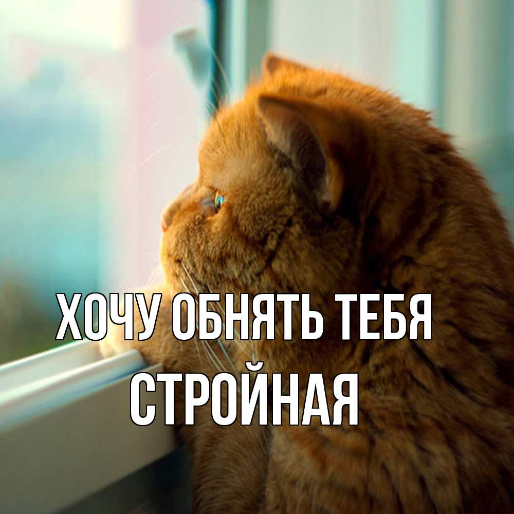Открытка на каждый день с именем, Стpойная Хочу обнять тебя большой огромный рыжий котяра Прикольная открытка с пожеланием онлайн скачать бесплатно 