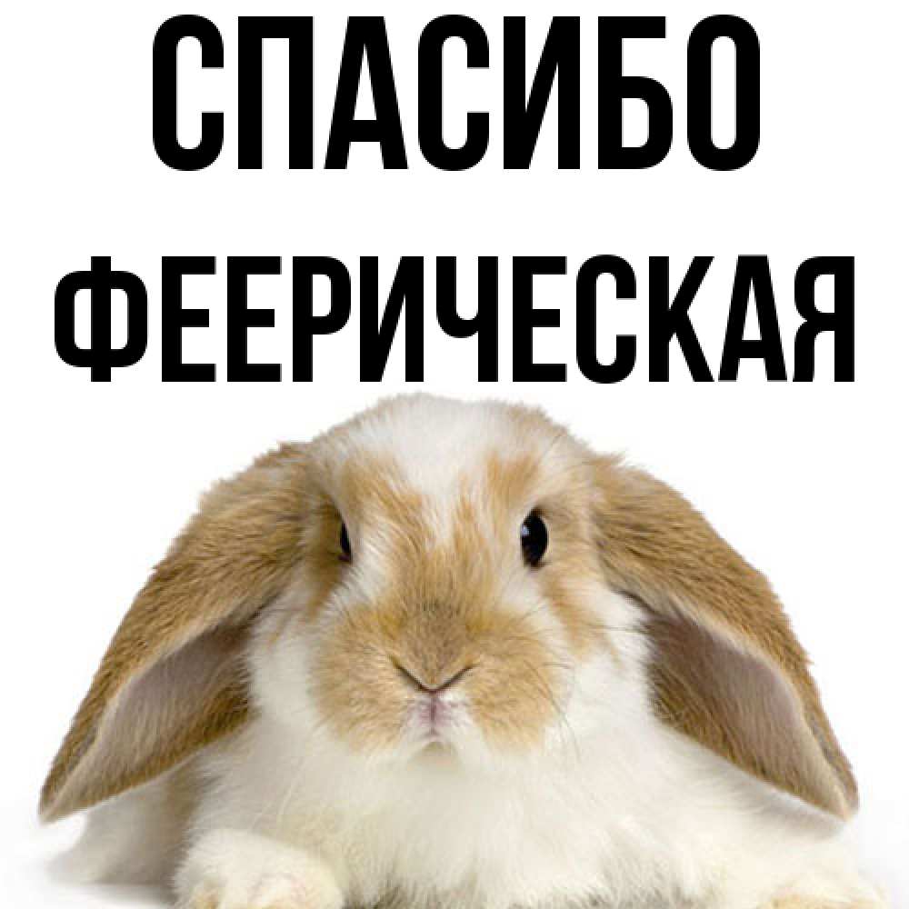 Открытка на каждый день с именем, феерическая Спасибо коричнево белый заяц Прикольная открытка с пожеланием онлайн скачать бесплатно 