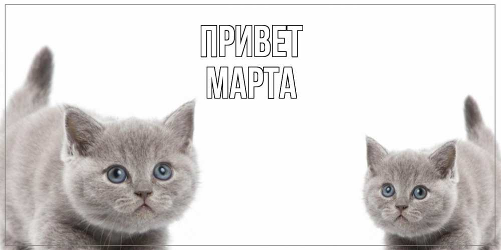 Открытка на каждый день с именем, Марта Привет коты Прикольная открытка с пожеланием онлайн скачать бесплатно 