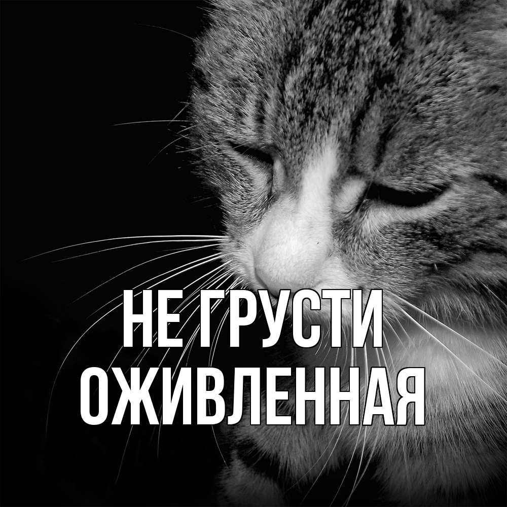 Открытка на каждый день с именем, Оживленная Не грусти грустный котик Прикольная открытка с пожеланием онлайн скачать бесплатно 