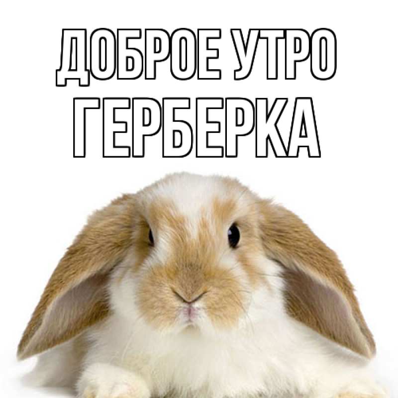 Картинка Доброе утро, Герберка