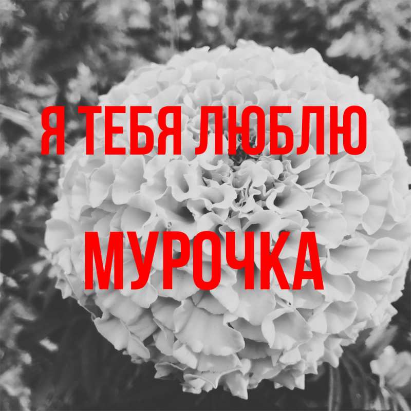 Картинка Я тебя люблю, Мурочка
