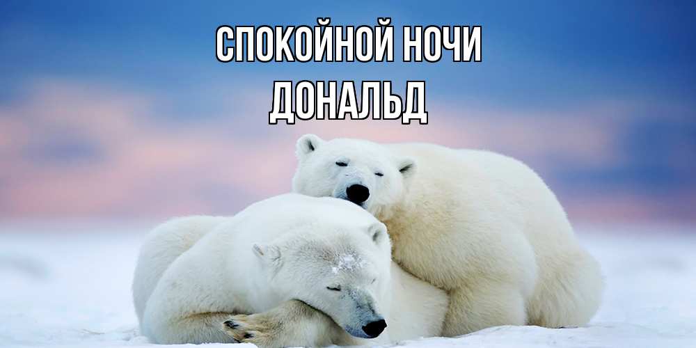 Открытка на каждый день с именем, Дональд Спокойной ночи белые медведи спят в обнимку Прикольная открытка с пожеланием онлайн скачать бесплатно 