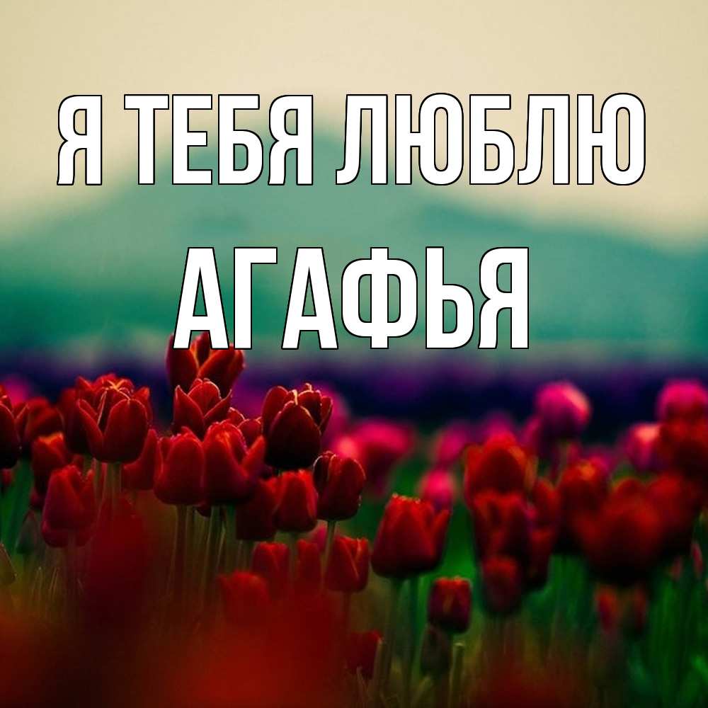 Открытка на каждый день с именем, Агафья Я тебя люблю тюльпаны 4 Прикольная открытка с пожеланием онлайн скачать бесплатно 