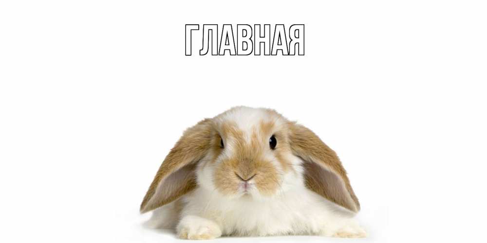 Открытка на каждый день с именем, Анна Главная вислоухий кролик белого и коричневого цвета Прикольная открытка с пожеланием онлайн скачать бесплатно 