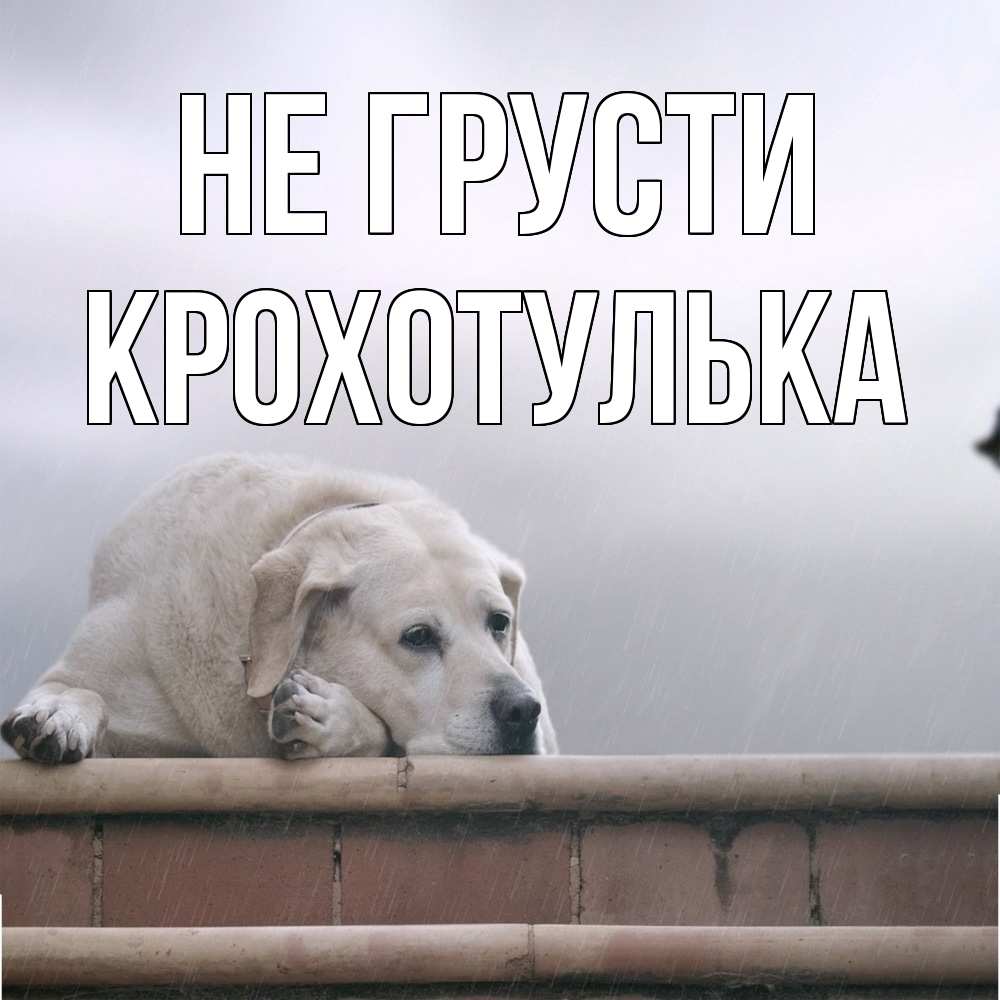 Открытка на каждый день с именем, крохотулька Не грусти белый пес 1 Прикольная открытка с пожеланием онлайн скачать бесплатно 
