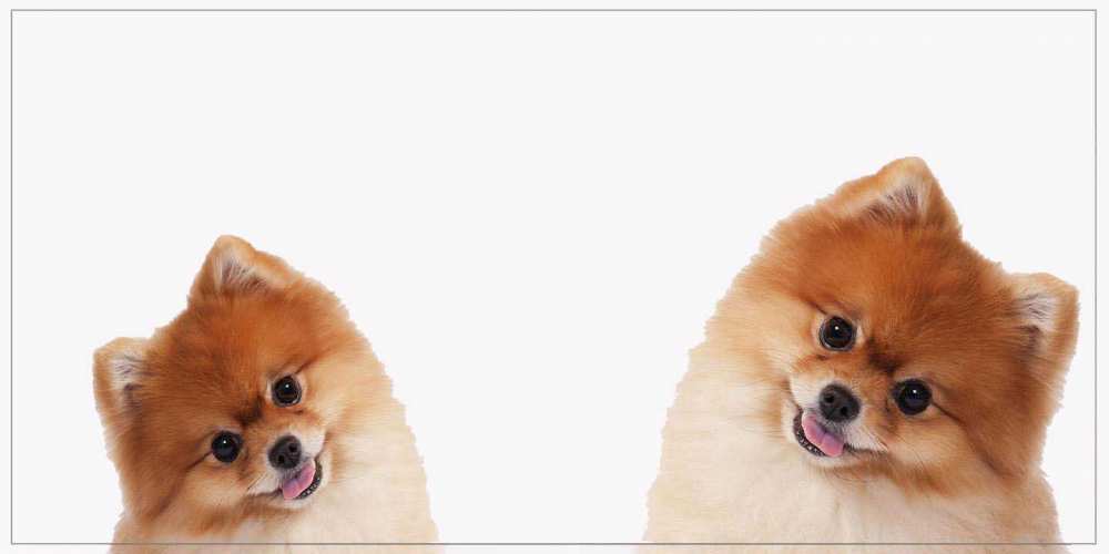 Открытка на каждый день с именем, Эльвира Хорошего дня собачки желают прекрасного дня Прикольная открытка с пожеланием онлайн скачать бесплатно 