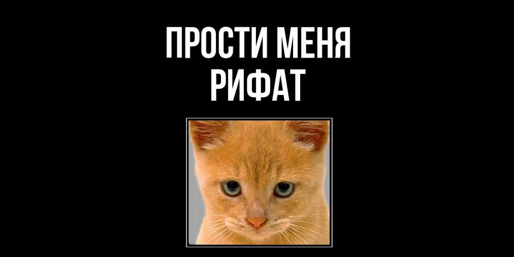 Открытка на каждый день с именем, Рифат Прости меня рыжий грустный кот просит прощения Прикольная открытка с пожеланием онлайн скачать бесплатно 