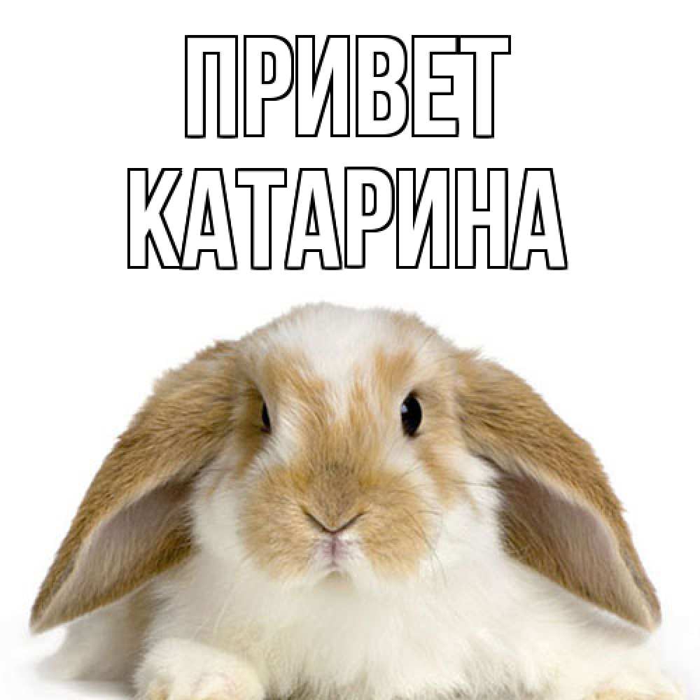 Открытка на каждый день с именем, Катарина Привет с животными Прикольная открытка с пожеланием онлайн скачать бесплатно 