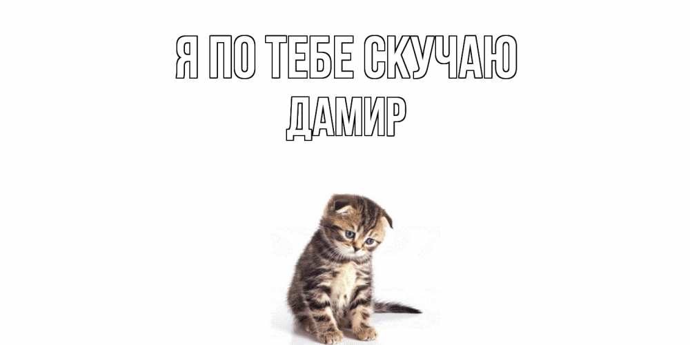Открытка на каждый день с именем, Дамир Я по тебе скучаю кот Прикольная открытка с пожеланием онлайн скачать бесплатно 