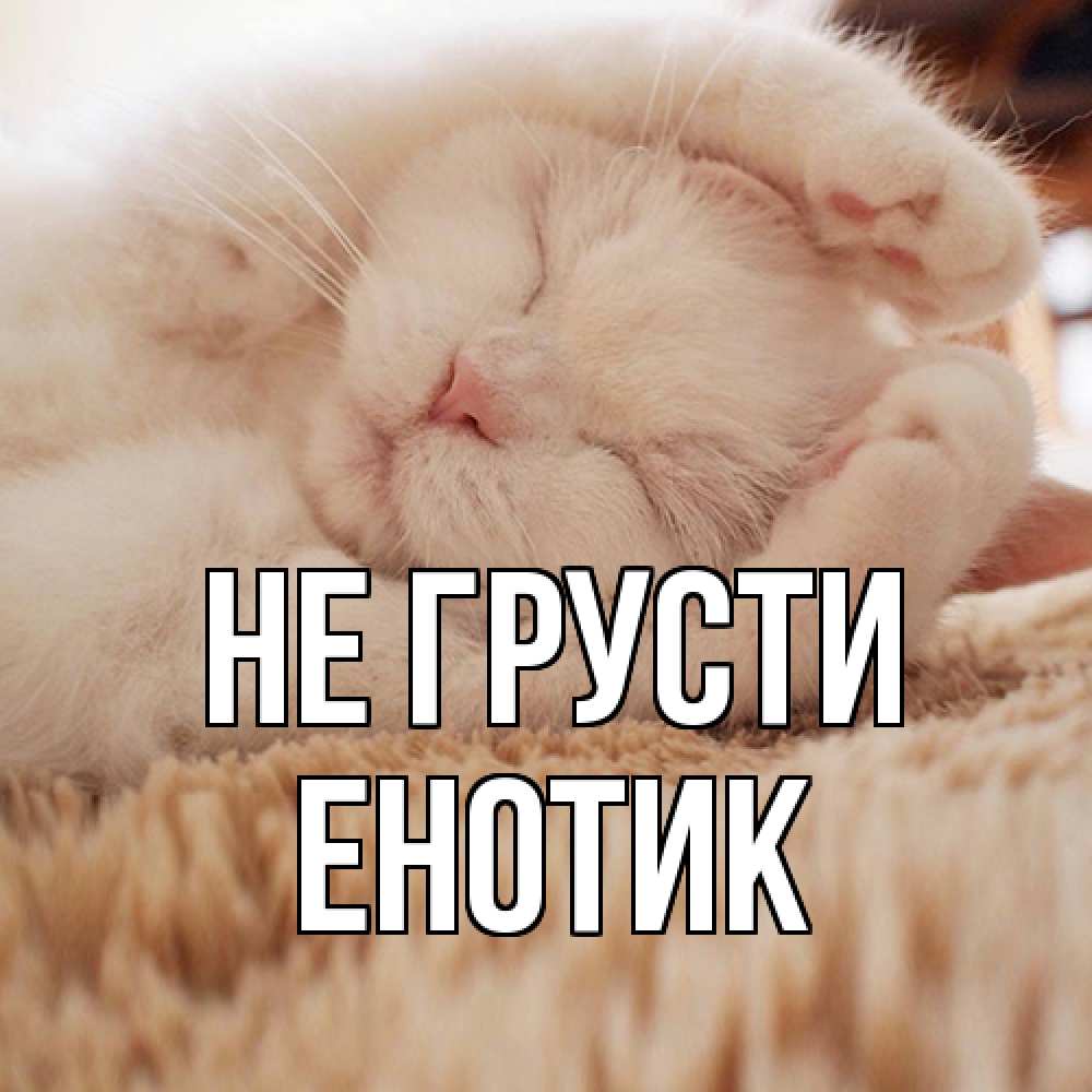 Открытка на каждый день с именем, Енотик Не грусти белый кот Прикольная открытка с пожеланием онлайн скачать бесплатно 