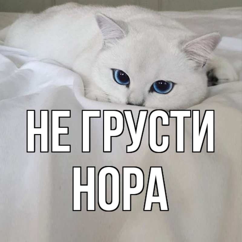 Картинка Не грусти, Нора