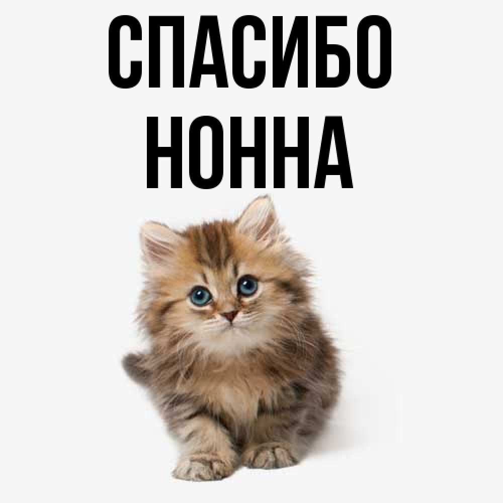 Открытка на каждый день с именем, Нонна Спасибо пушистый котик Прикольная открытка с пожеланием онлайн скачать бесплатно 