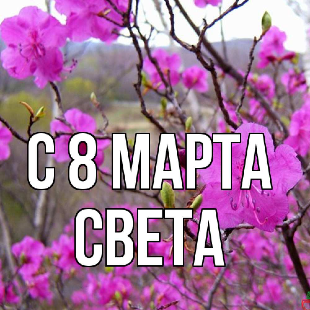 Открытка на каждый день с именем, Света C 8 МАРТА международный женский день Прикольная открытка с пожеланием онлайн скачать бесплатно 